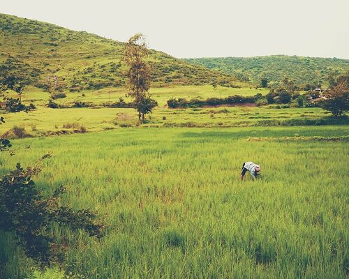 green-grass-farm-rural