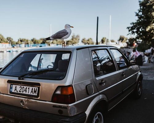 outdoor-car-seagull-bird